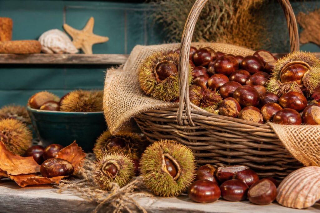 Paniers de châtaignes et marrons avec bogues épineuses